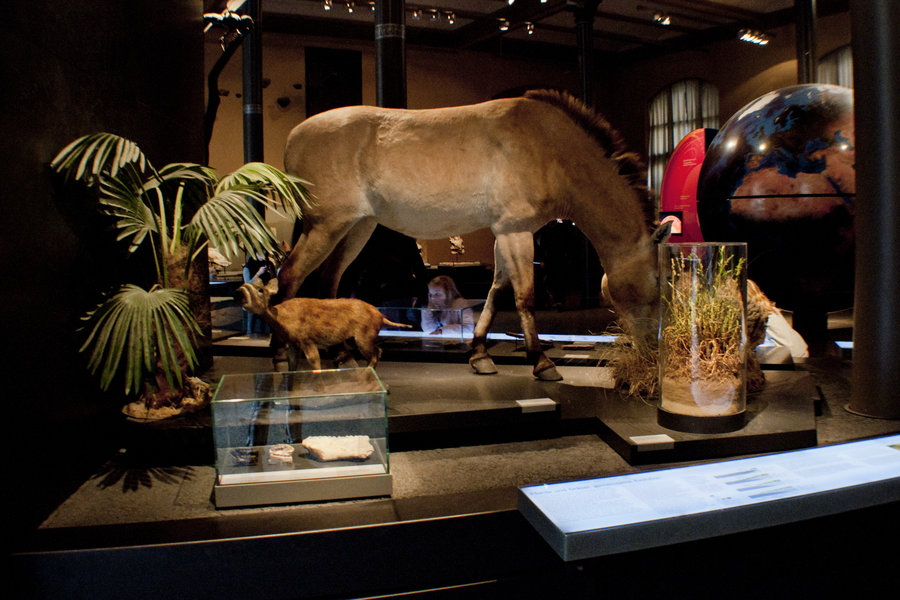 Odwiedzamy Berlin Muzeum Historii Naturalnej Podróże